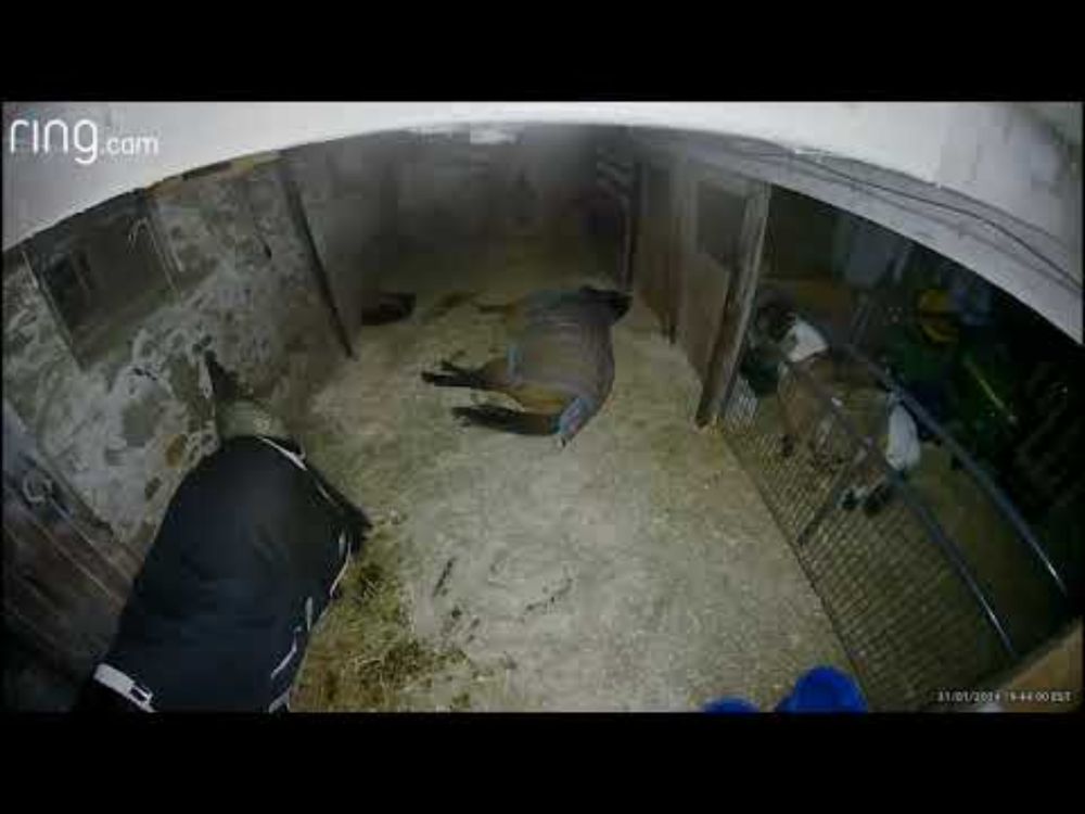 Horse (Sven) lays down in his stall and cracks off 30 second epic fart.