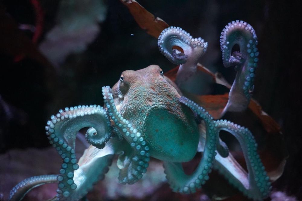 Seafood companies are racing to build octopus factory farms in the U.S., trapping intelligent, sensitive animals into tiny tanks, only to slaughter them for profit.But we have a real shot to stop this