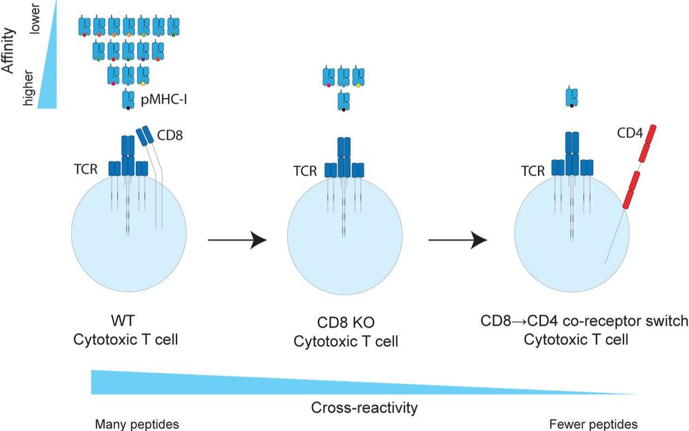 Generation of T cells with reduced off-target cross-reactivities by engineering co-signalling receptors