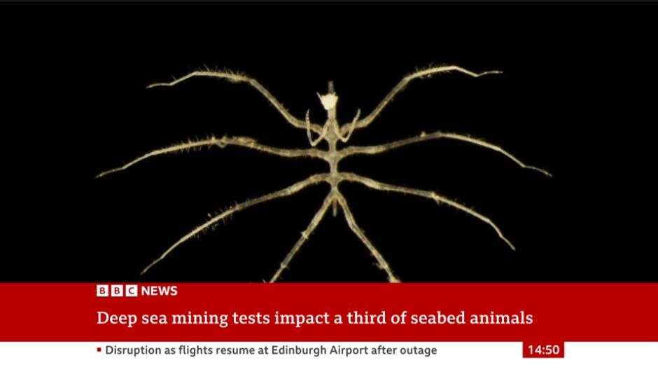 A BBC News screenshot with the title "Deep sea mining tests impact a third of seabed animals"

The image above is of a creature with a spindly body, eight long spindly legs, and apparently a further pair of much shorter spindly legs under its chin