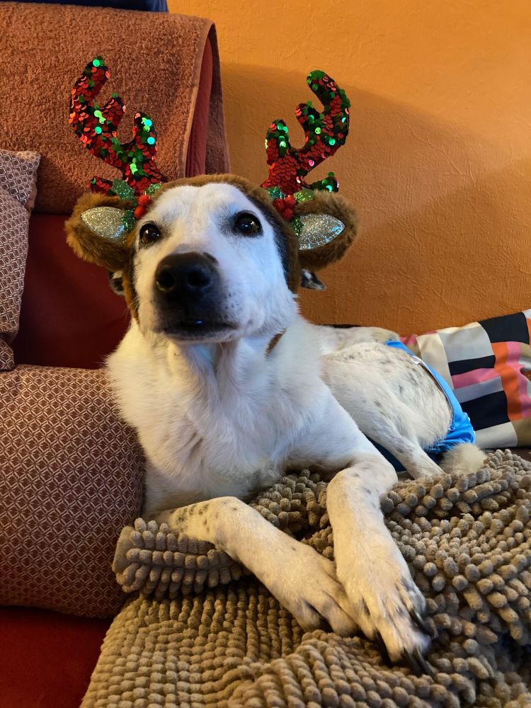 White dog with black bose lying on an orange couch, covered with a beige blanket, She wears a hairband with brown reindeer ears and flittery red and green antlers