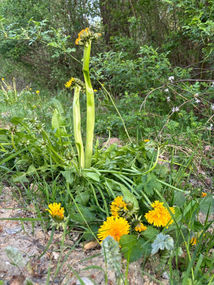 A far view of the plant, showing that not all flowers on the plant have fused stalks, only two giant sticks stand straight up