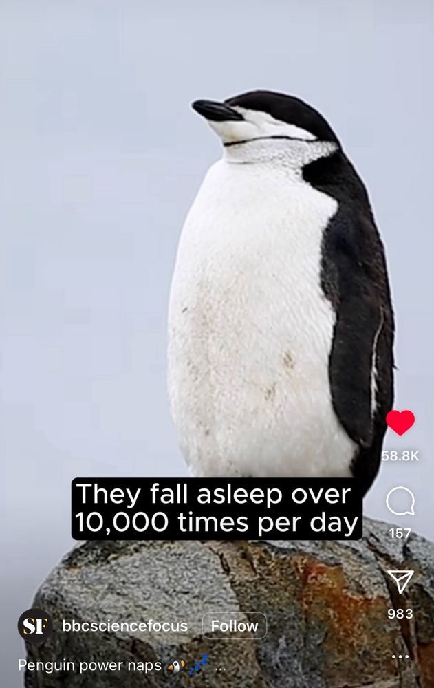 Screenshot from bbcsciencefocus on TikTok: a photo of a penguin standing up with overlaid text that reads: "They fall asleep over 10,000 times per day"