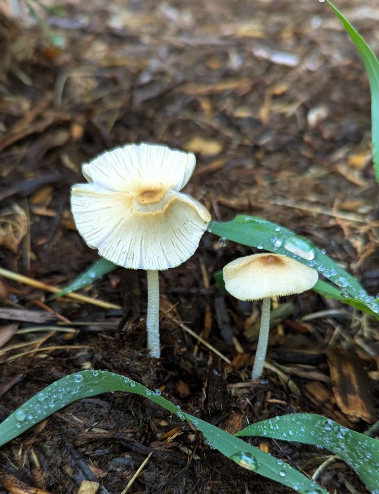 tiny little white mushrooms in some mulch, with dewy grass