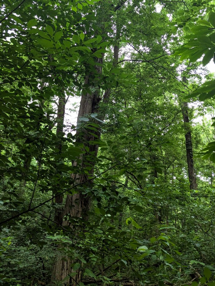 a very green lush forest, it's mostly leaves with some tree trunk poking through