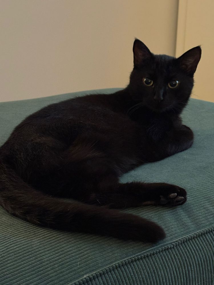 Schwarzer Kater liegt entspannt auf einem grünen Cord-Sofa und guckt in die Kamera.