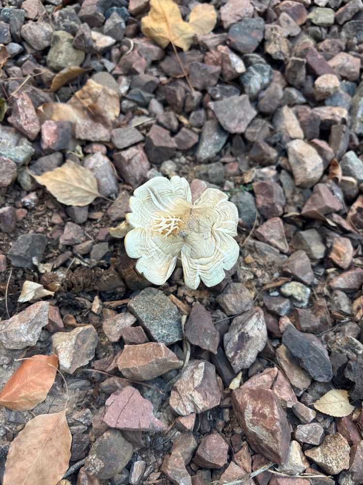 white mushroom that looks like a four leaf clover 