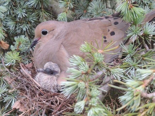 a dove in a tree