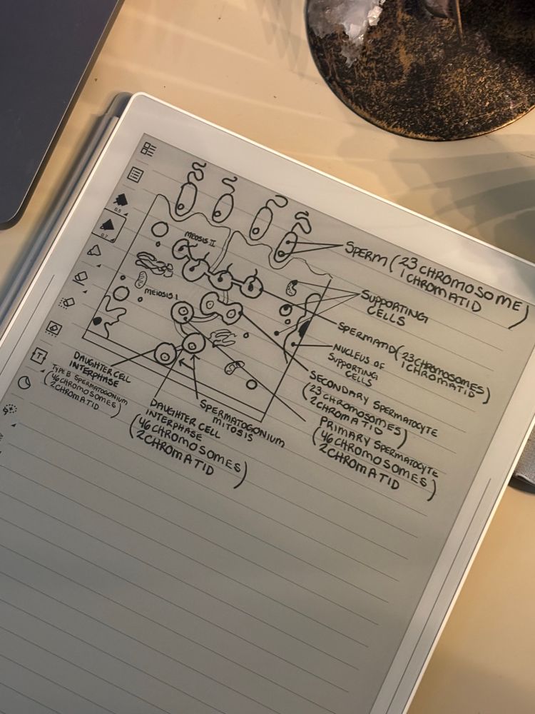 a hand drawn diagram of soermstogenisis