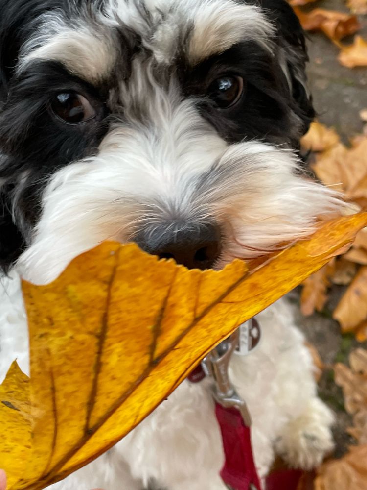 Schwarz weißer niedlicher Hund hat ein gelbes großes Blatt in der Schnautze.