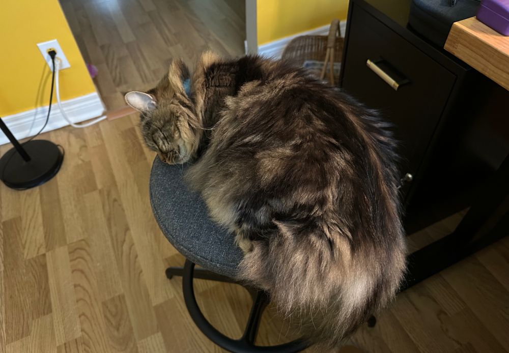 A fluffy brown and black tabby cat sleeping on a stool in a home office. She is extremely cute.