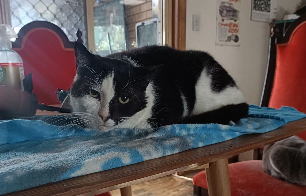 A black and white cat lying on a blue blanket on top of a dining table