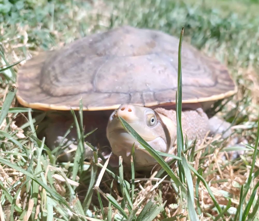 Southern river turtle in some grass