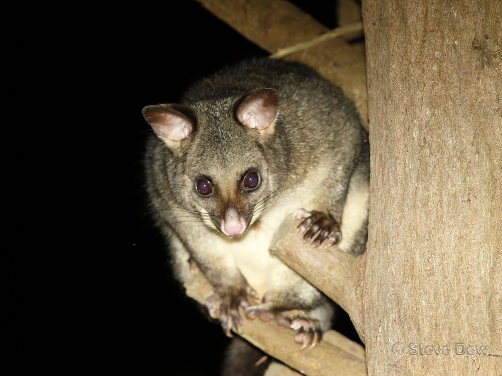 Brushtail possum