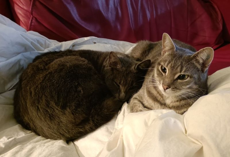 Two cats on a white blanket
