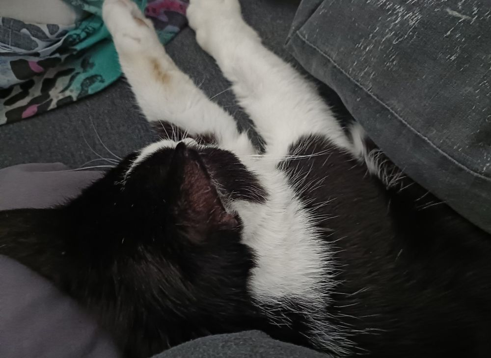 Black and white cat on grey bedding 