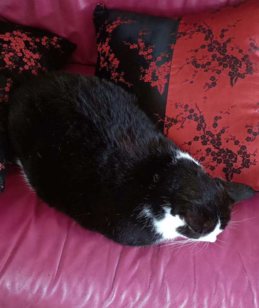 Fat black and white cat loafing on a pink couch