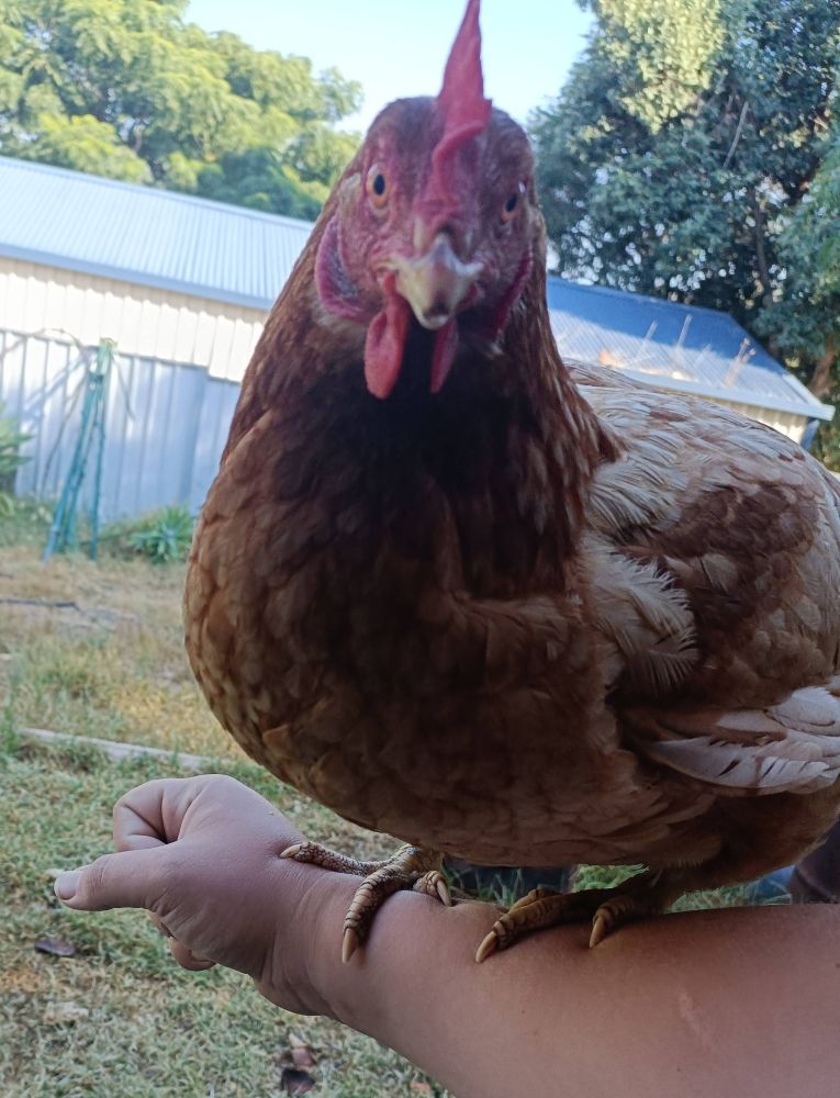Red hen sitting on my partner's arm