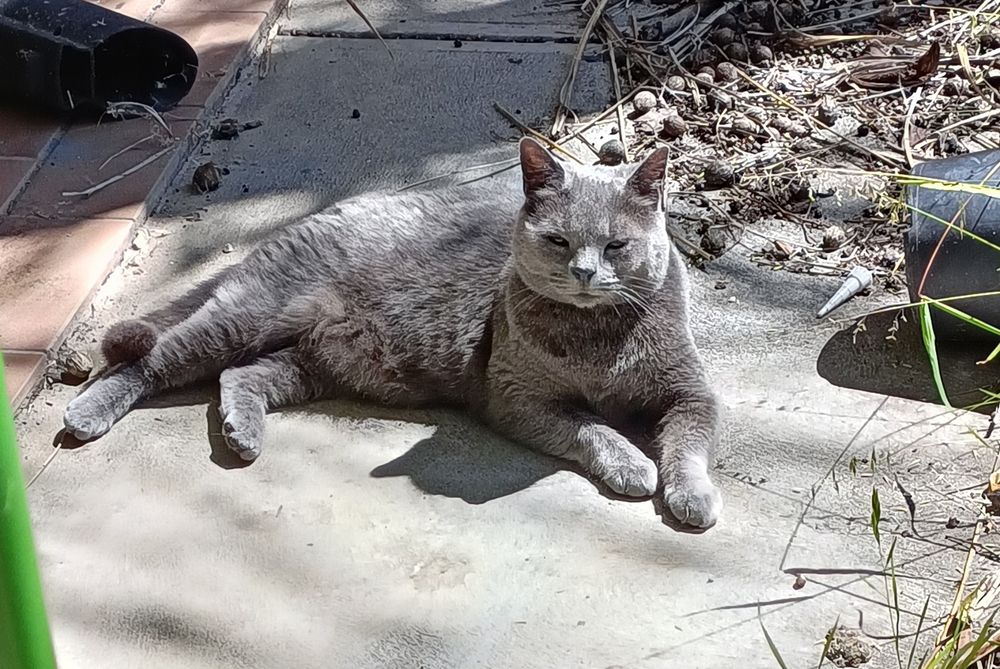 Grey cat looking very smug sitting in my front yard