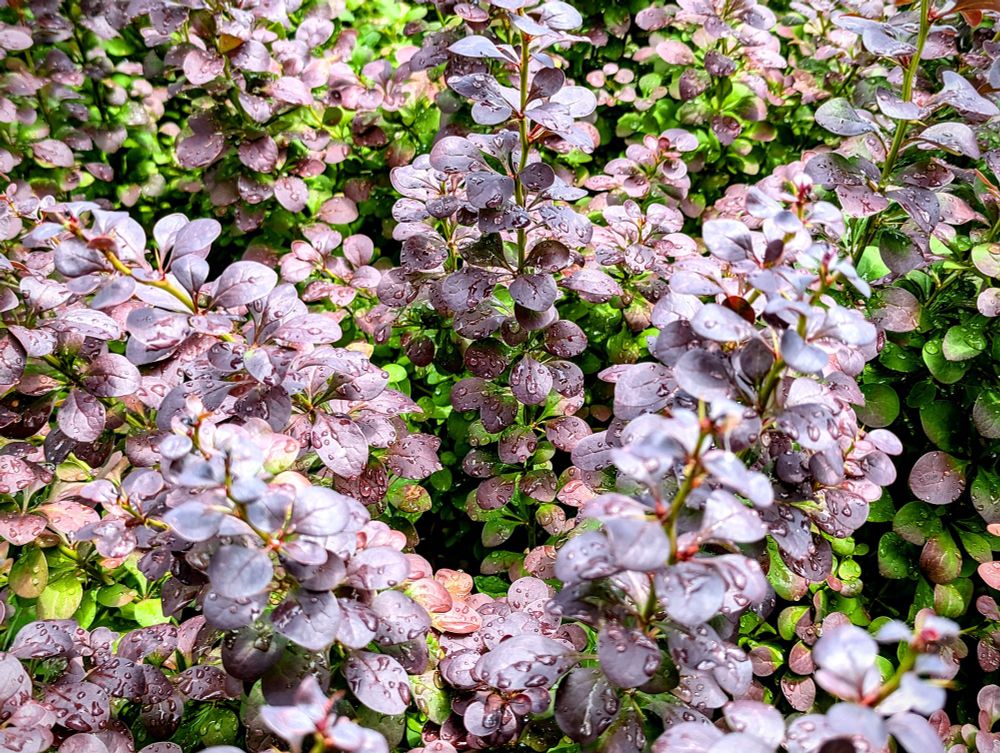 Picture of a shrub after a rainfall