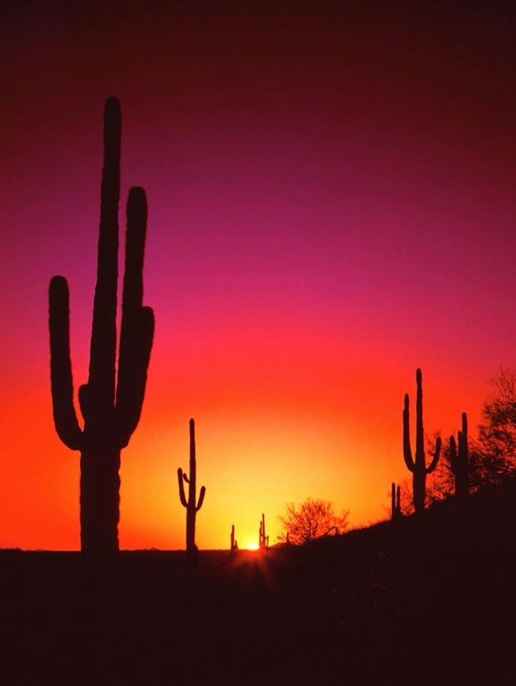 Vertical layout of an intense desert sunset in hues of magenta, red, orange, & yellow. The darkened silhouettes of several saguaro cacti appear along the dusky horizon.