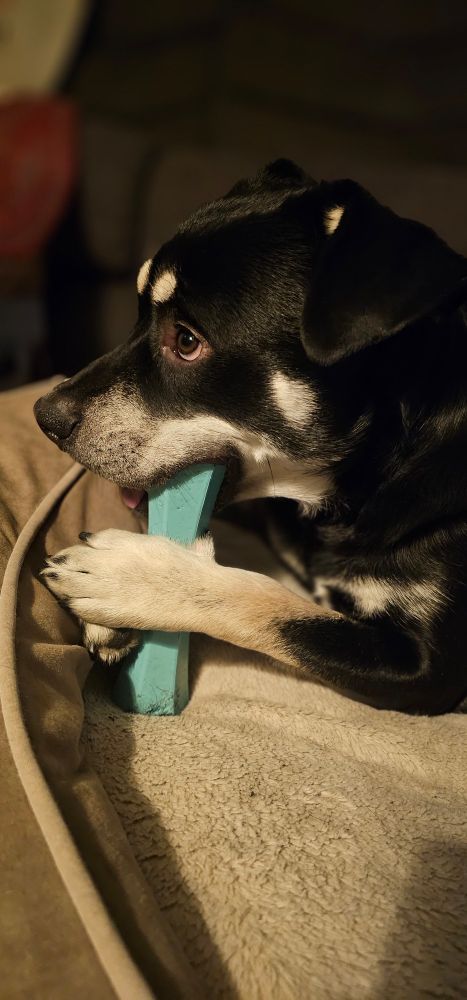 Sagan, a white-muzzled black Rottweiler holds a chew toy between his paws and applies the appropriate verb to it. 