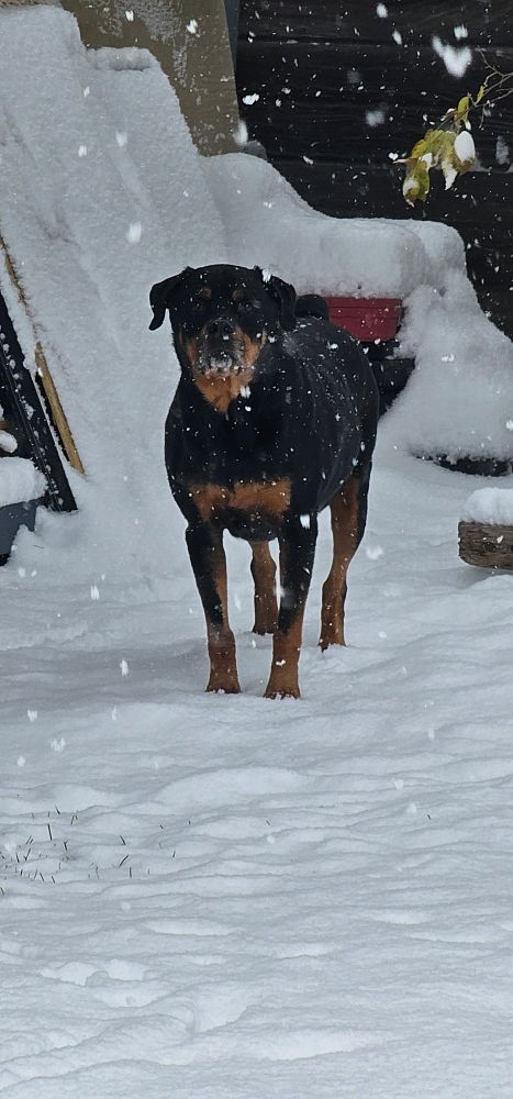 A snowy scene featuring a black and brown Rottweiler staring at the camera, obvious ready to pounce!