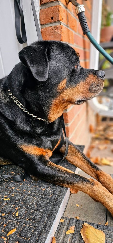 Noble Rottweiler, a black and brown dog with a gray muzzle, stares off to the right, lying on a door mat next to the brick wall of a house. He's glorious. 