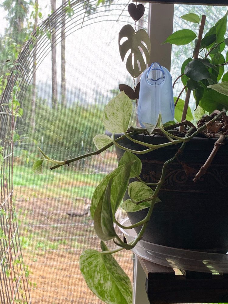 The view out a window past a houseplant, showing a wet landscape of mist shrouded trees in the distance