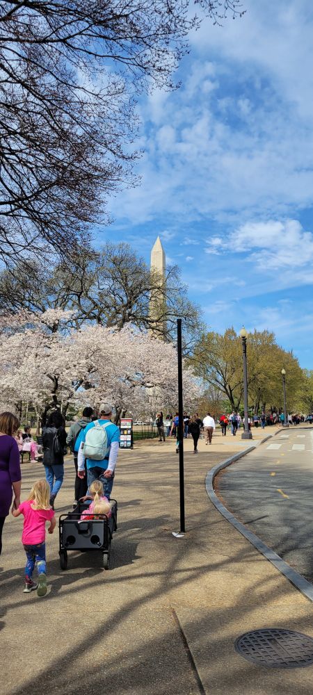 Washington DC tourists and cherry blossoms with Washington Monument in background