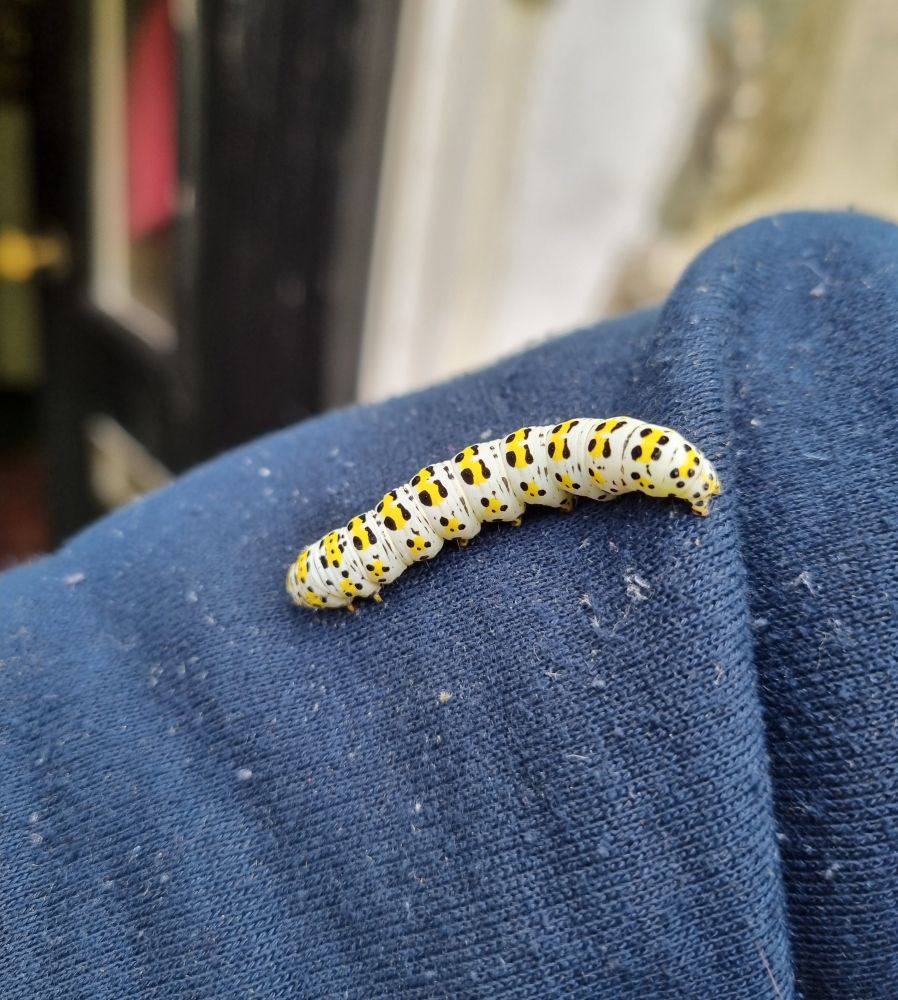 Mullein Moth caterpillar. Wales.