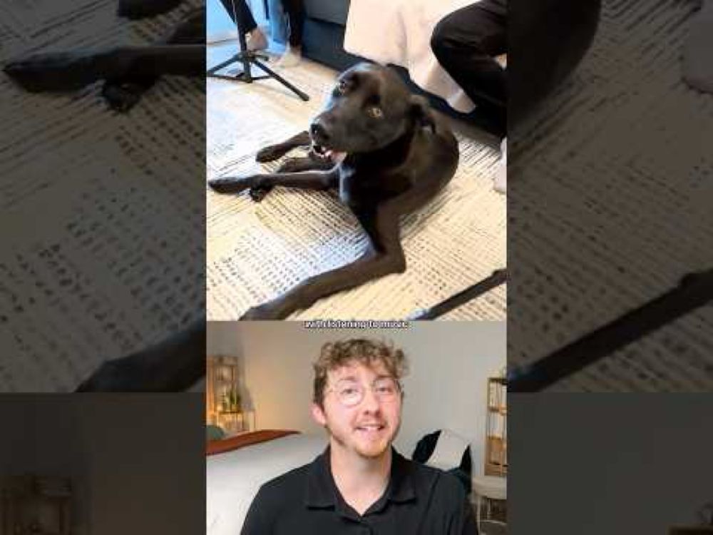 Dog Obsessed with Live Music Invited to Orchestra Performance