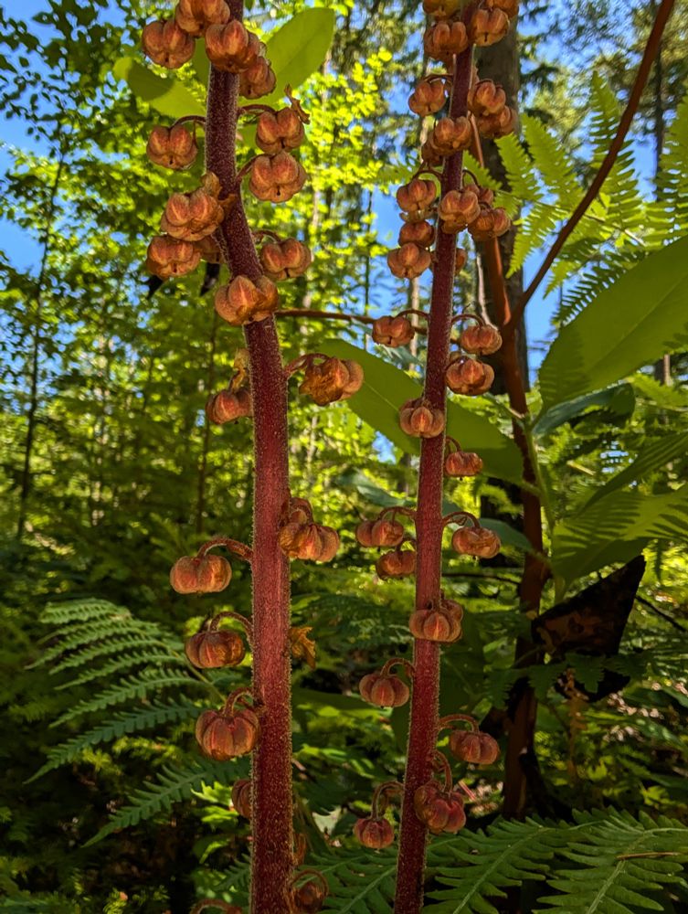 The stem was super sticky. I didn't realize at the time that they also can get nitrogen from consuming insects that get stuck to their sticky stalks. Super fascinating!