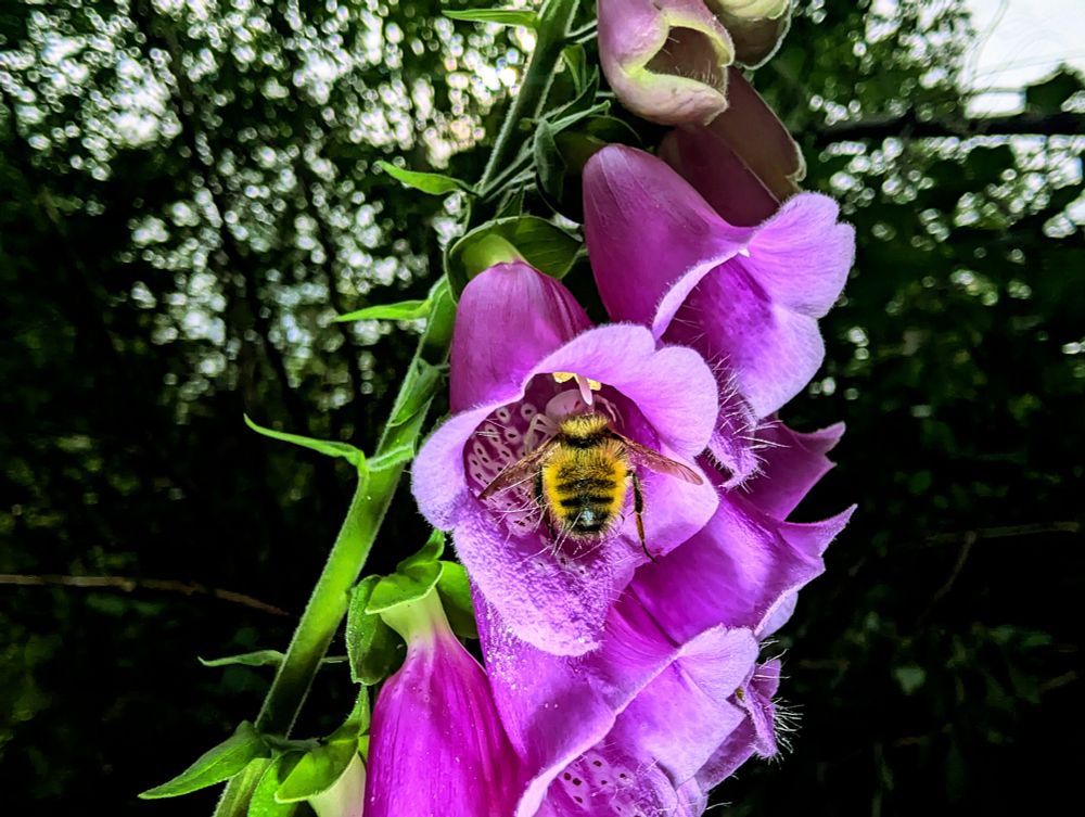 I came up on this beautiful foxglove and noted a bee's abdomen sticking out of one of the flowers. Expecting it to drop and move onto another flower or dig into the one it was already on I got out my camera but was surprised when they remained motionless. That's when I peeked up inside and saw the little spider buddy had snagged themselves a feast. 
