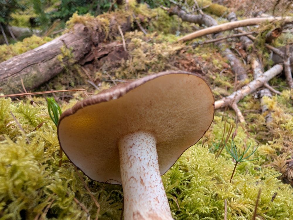 A look under the cap of this gorgeous bolete. I bet there aren't any worms in this pristine looking cap. Might try cooking it after I collect the spore print and at least give it a little nibble.