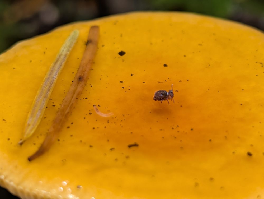 A closer view of the levitating springtail. 