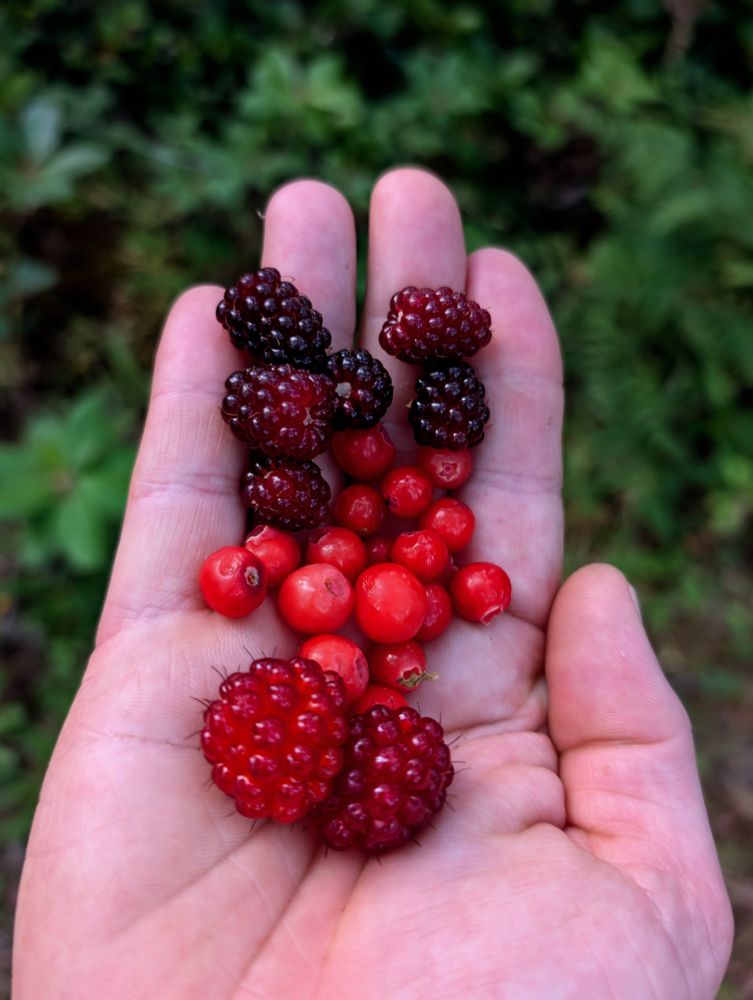 A closer look at the berries. There are 2 dark red Salmonberries in the foreground. Each drupelet of these aggregate fruit has a single hair like protrusion. They can also be bright orange when ripe. Usually not the tastiest, and when immature or dry can be super mealy, but still enjoyable. The bright red berries in the center are Red Huckleberries, super tart with a hint of sweetness. I prefer the Evergreen ones but these are super fun too! The 6 berries in the back are dewberries. They are my favorite. They have a very distinct taste that is reminiscent of something I can't place my tongue on. Almost chemically but pleasant. Not sure how to describe it exactly. 