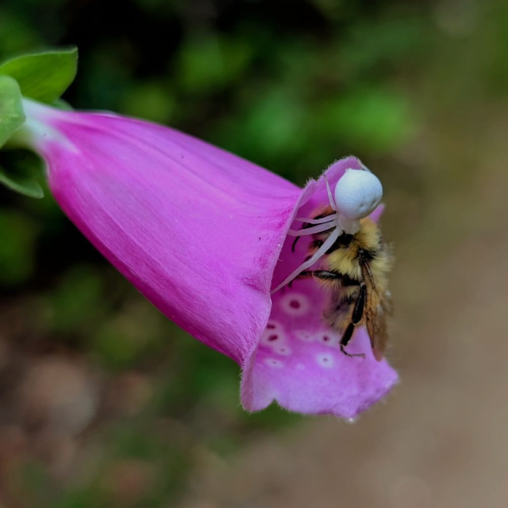 Look at that size comparison. She started to drag the bee out of the flower. 