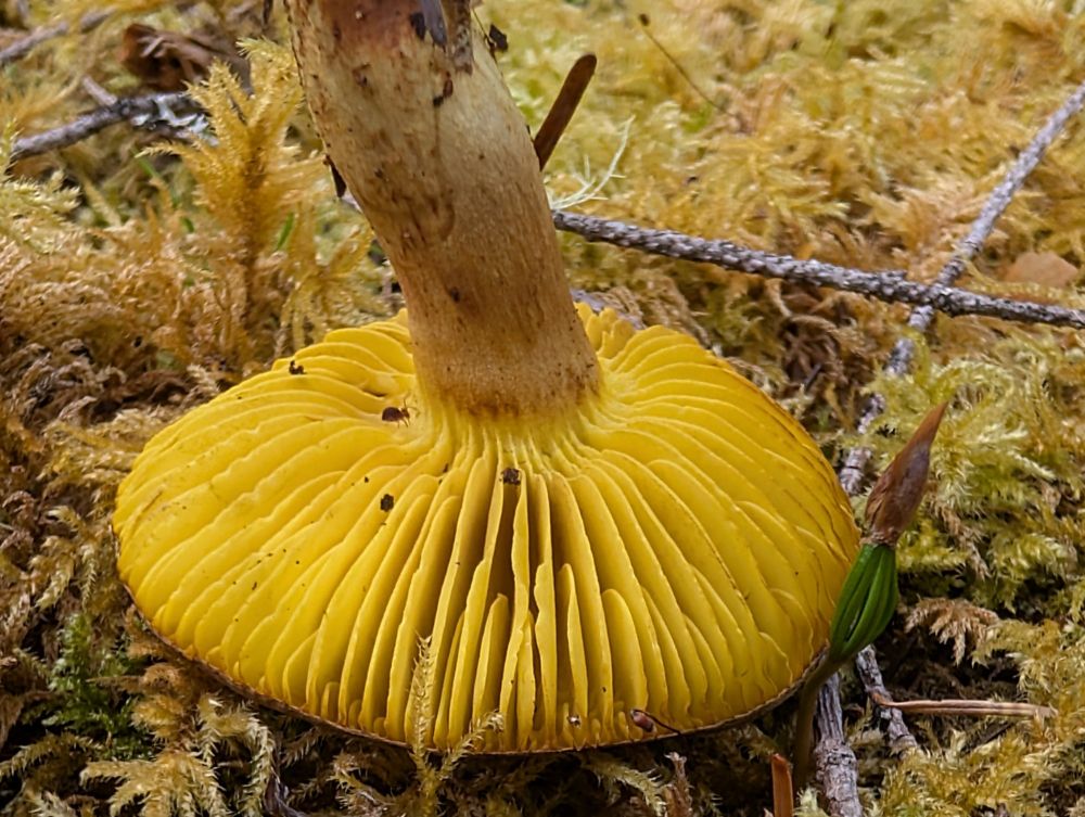 The underside of this cape was a lot brighter yellow than expected. 