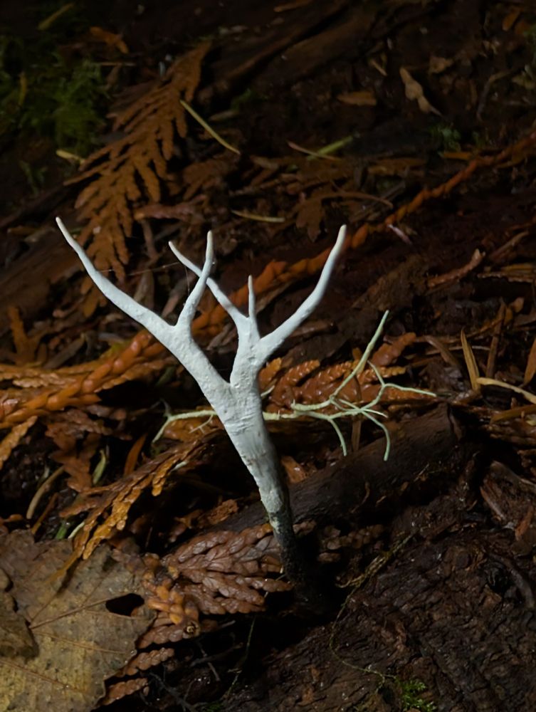 This specimen really stood out with its very admirable impression of an antler. 