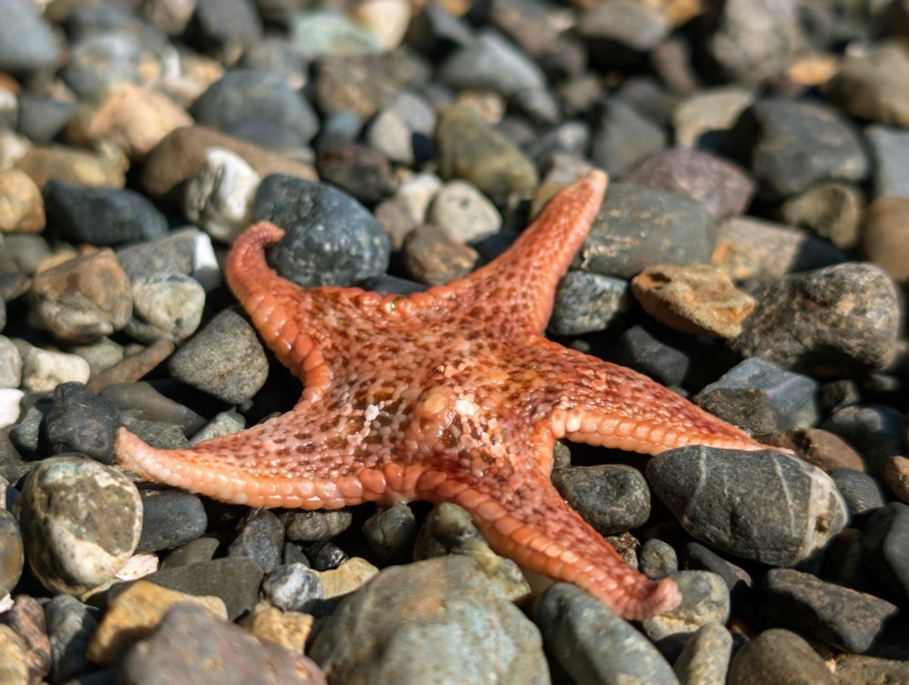 Another flatter starfish just sprawled out. I imagine them stretching and curling their top-left arm in a restful spasm. 
