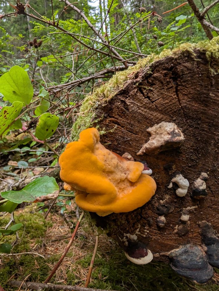 The lower portion of the mushroom seen from this angle felt like a supple lightly dried apricot. I should have given it a sniff but forgot. None of the fungus I've found so far fit this either because of geographic location and or the texture. I'll post a picture of a similar find from earlier this year. 