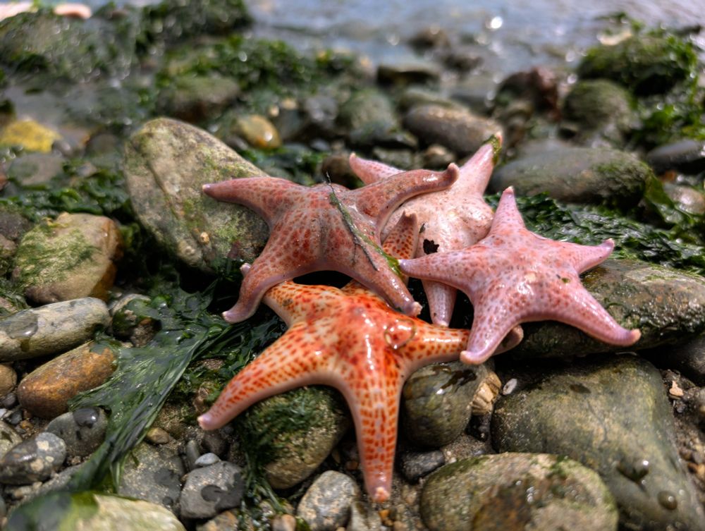 There were quite a few starfish in the lowest intertidal area that were fortunately not exposed to the air but for a brief period. I found these already clustered like this and didn't move a single one. They were quickly resubmitted as the tide turned.   I did move a handful of others that were found further upshore and would have otherwise been spending many hours baking in the warm summer sun. Not sure if that really did anything, but I like to think so. 