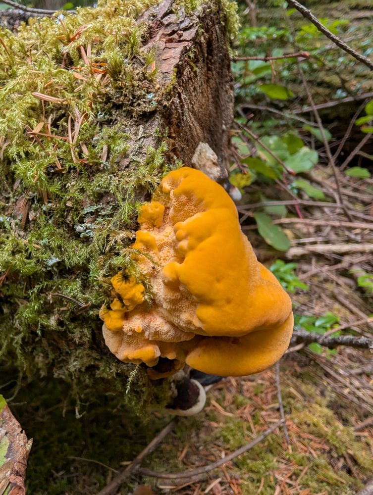 This specimens was gorgeous!! The flesh was so delicate and soft with the lobes having a very soft pliable feeling similar to lightly dried apricots but without the slightly sticky feeling. This felt velvety and supple. I wish I had taken more pictures. Note the conk below growing out of the same cut end of this log. 