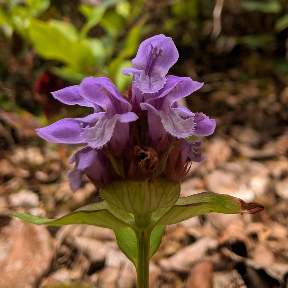 A closeup of one of the Heal-all flower heads. I love the fringe along the tongue. 