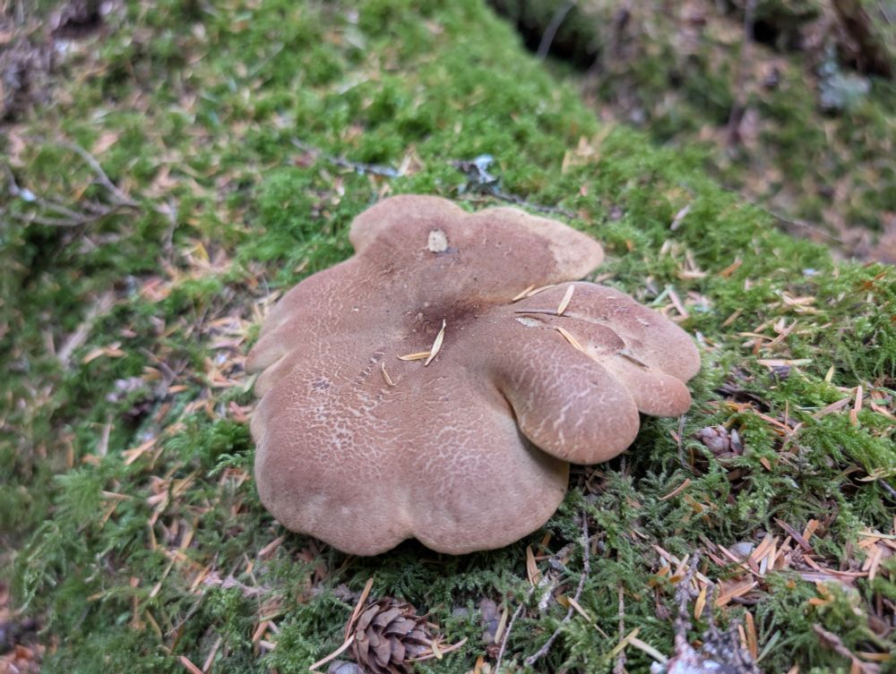The top of this Velvet Rollrim found at Point Defiance Park Tacoma. The top was so soft!  Those was a new species for me, or at least the first time I've documented finding it. My brain is like a sieve and I'll surprise myself when someone reminds me of the things I've done and places I've been. "Oh yeah, I forgot I did that. I did run a half marathon at 5k feet in Afghanistan, duh!" Forgetting that sort of stuff is common these days...