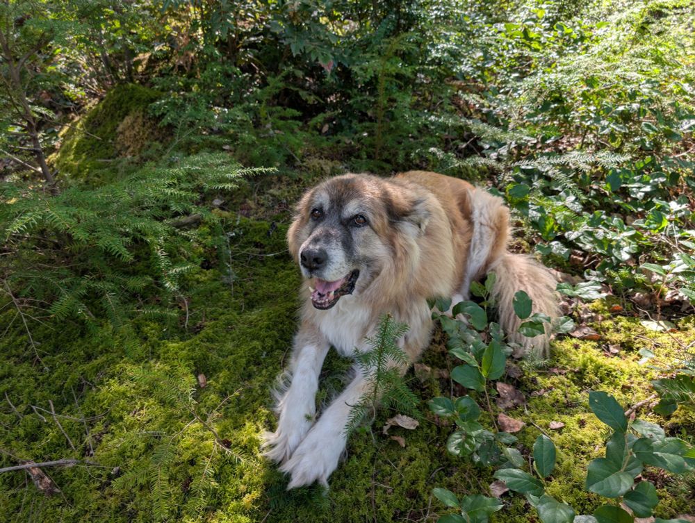 Winston being a good boy sitting pretty on his bed of moss amongst the Salal and huckleberry.