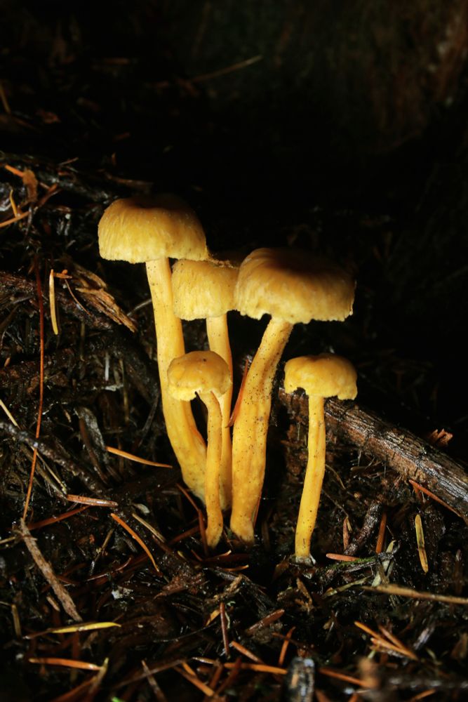 These have hollow tubes for stems and shallow gills that are decurrent and don't extend down to much further below the cap. 