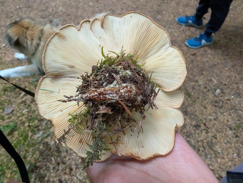 The bottom side of the Velvet Rollrim. Look at those gorgeous gills and curly lobed rim! Bonus Winston in the background. 