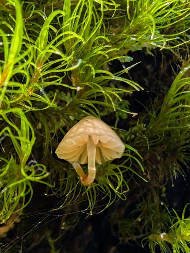 I love this style of bonnet mushroom. The way it curves down and up out of the way of the moss so they can get their spores out there on the breeze. 